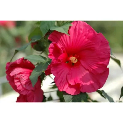 'Summerific® Sultry Kiss' Hibikus bagienny Hibiscus