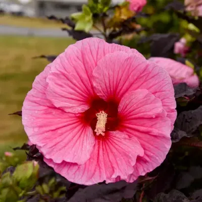 'Summerific® Edge of Night' Hibikus bagienny Hibiscus