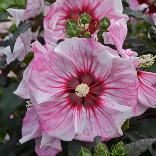 'Summerific® Cherry Choco Latte' Hibikus bagienny Hibiscus