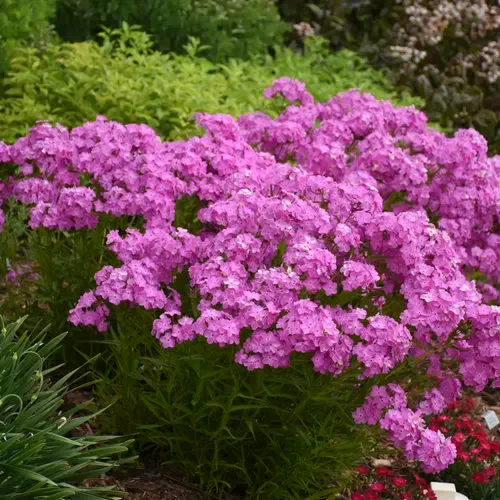 'Opening Act Ultrapink' Floks wiechowaty Phlox paniculata