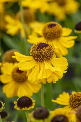 'The Bishop' Dzielżan Helenium