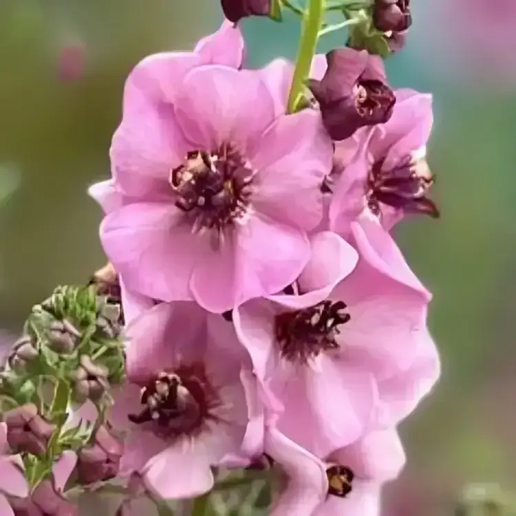 'Lavender Lass' Dziewanna Verbascum