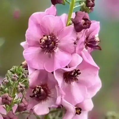 'Lavender Lass' Dziewanna Verbascum