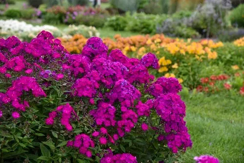 'Opening Act Ultraviolet' Floks wiechowaty Phlox paniculata