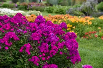 'Opening Act Ultraviolet' Floks wiechowaty Phlox paniculata