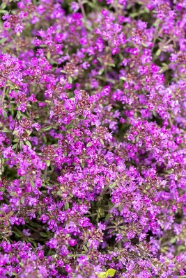 'Red Carpet' Macierzanka wczesna Thymus praecox