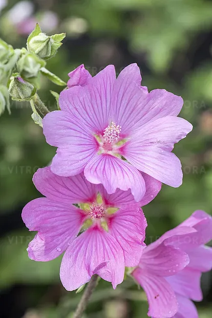 'Blushing Bride' Ślazówka Lavatera hybrida