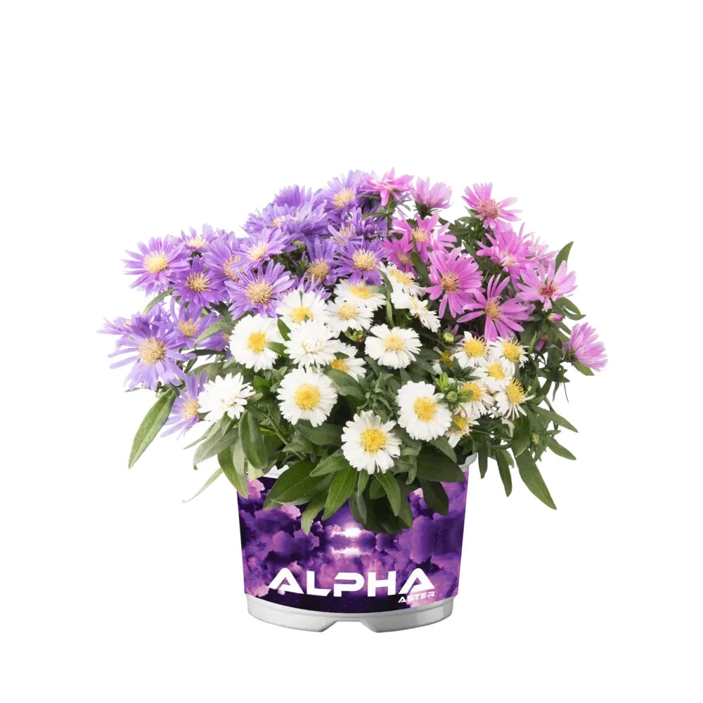 'Alpha® Mixmaster Universe' Aster  krzaczasty Aster dumosus