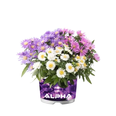 'Alpha® Mixmaster Universe' Aster  krzaczasty Aster dumosus