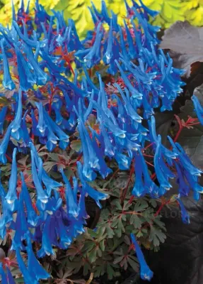'Blue Heron' Kokorycz Corydalis curviflora