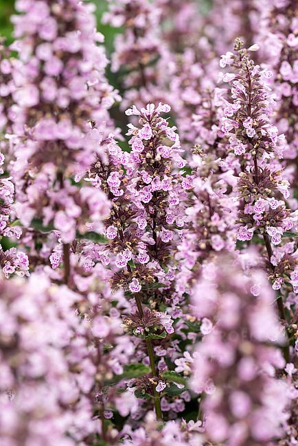 'Serene Wild Orchid' Kocimiętka syberyjska Nepeta siberica