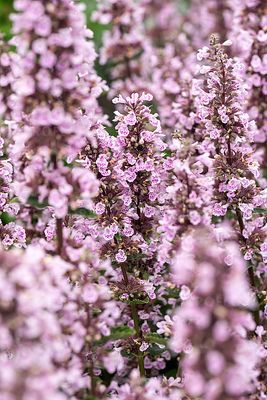 'Serene Wild Orchid' Kocimiętka syberyjska Nepeta siberica