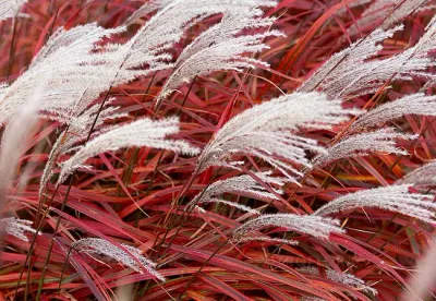 'Lady in Red' Miskant chiński Miscanthus sinensis