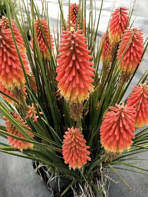 'Rocket Jr' Trytoma Kniphofia