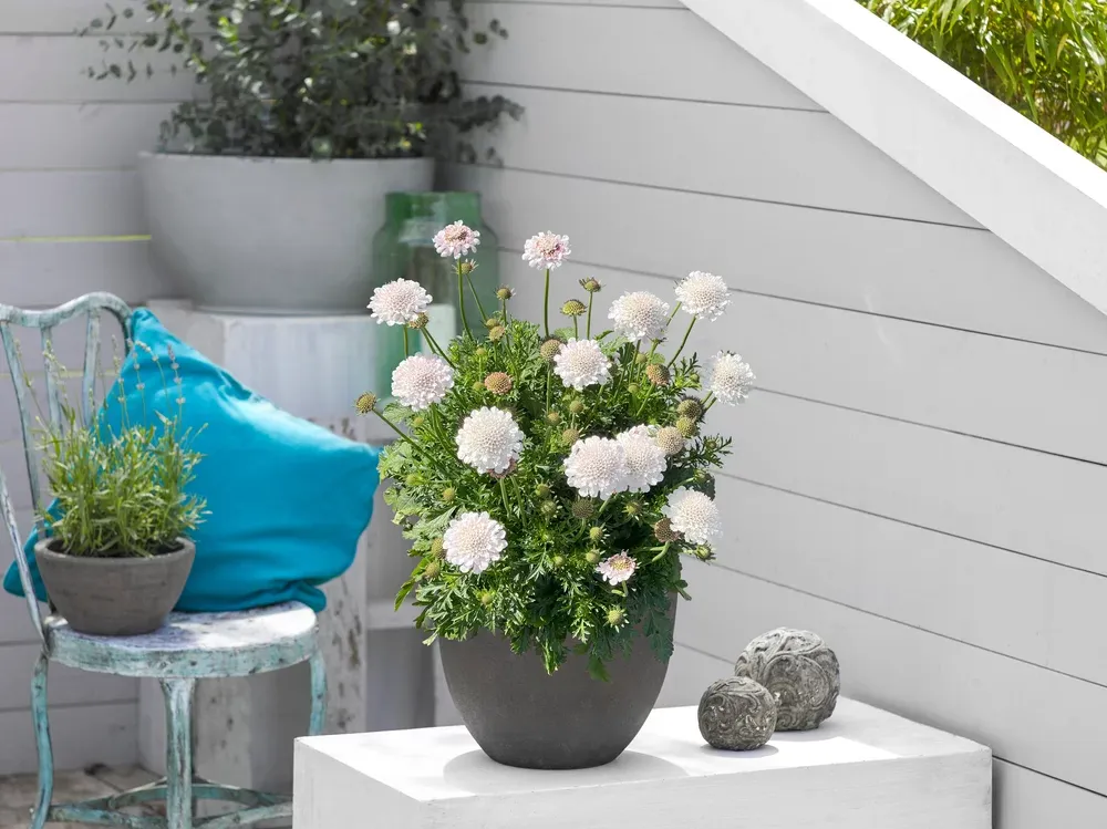 'Atalanta® White' Drakiew Scabiosa columbaria