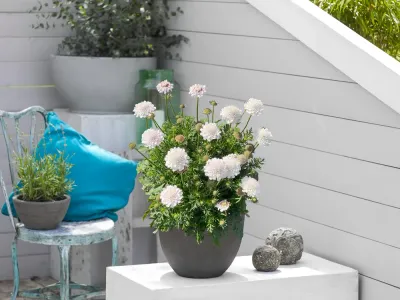 'Atalanta® White' Drakiew Scabiosa columbaria