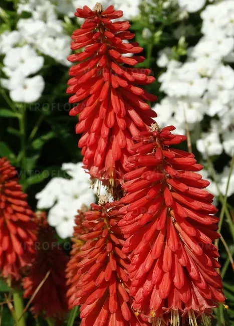 'Redhot Popsicle' Trytoma Kniphofia