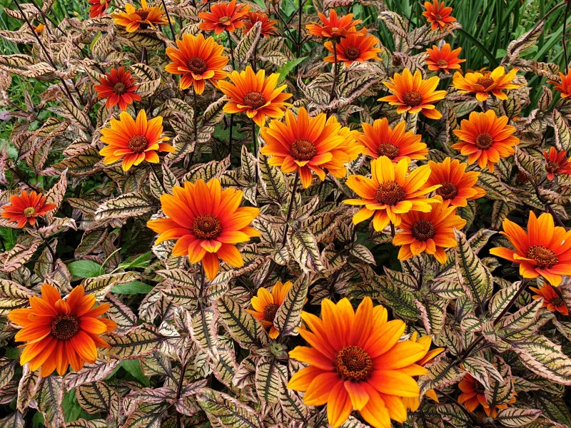 'Orange Marble' Słoneczniczek Helianthus