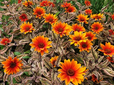 'Orange Marble' Słoneczniczek Helianthus