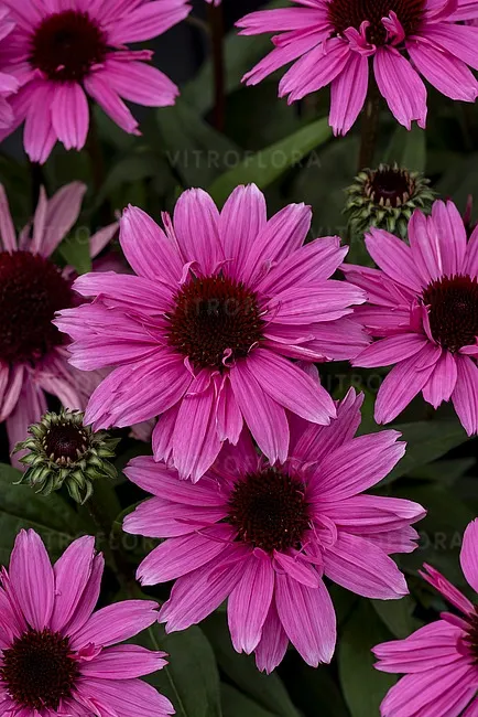 'SunMagic® Vintage Hot Pink' Jeżówka różowa Echinacea
