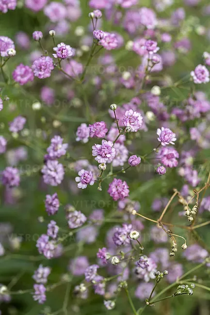 'Festival® Pink Lady' Gipsówka Gypsophilla
