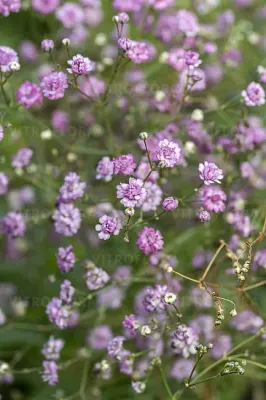 'Festival® Pink Lady' Gipsówka Gypsophilla