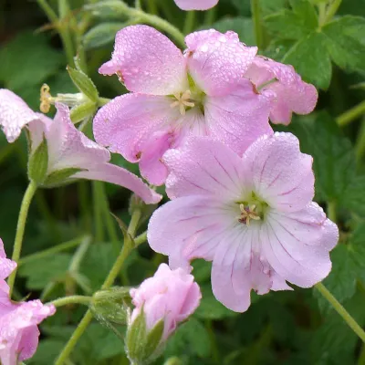 'Dreamland' Bodziszek Geranium