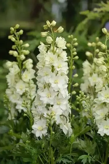 'Delgenius™ Neva' Ostróżka Delphinium