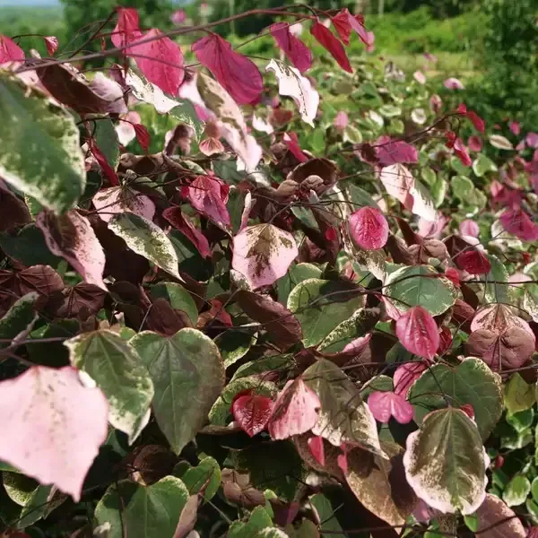 'Carolina Sweetheart' Judaszowiec kanadyjski Cercis