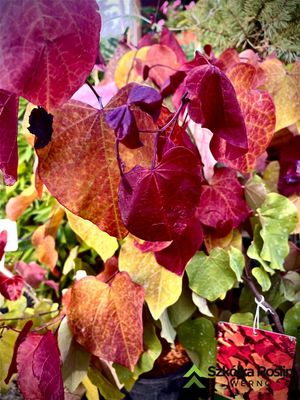 'Eternal Flame' Judaszowiec kanadyjski Cercis
