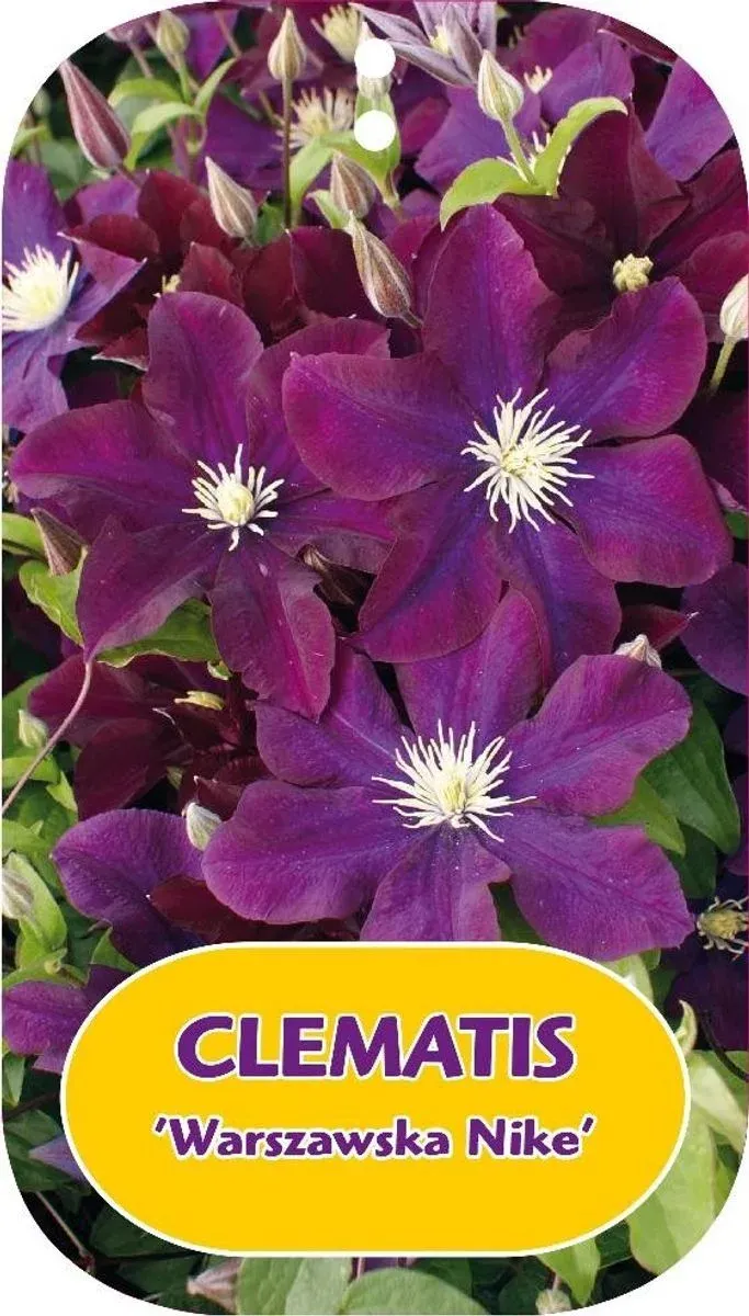 'Warszawska Nike' Powojnik Clematis