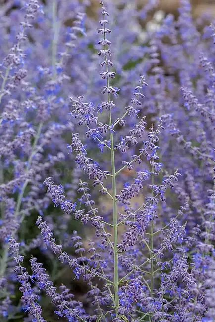 'Jelena' Perowskia łobodolistna Perovskia atriplicifolia