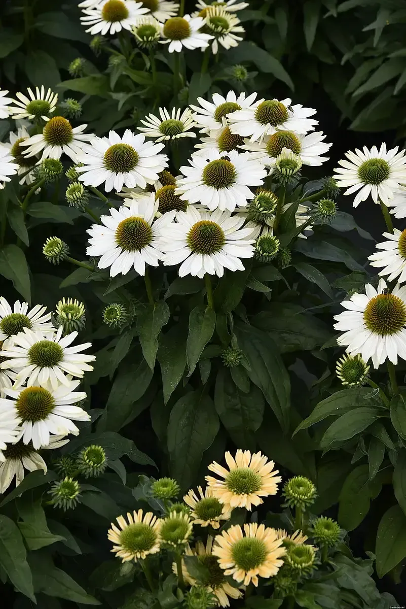 'SunMagic® Vintage Pearl White' Jeżówka biała Echinacea