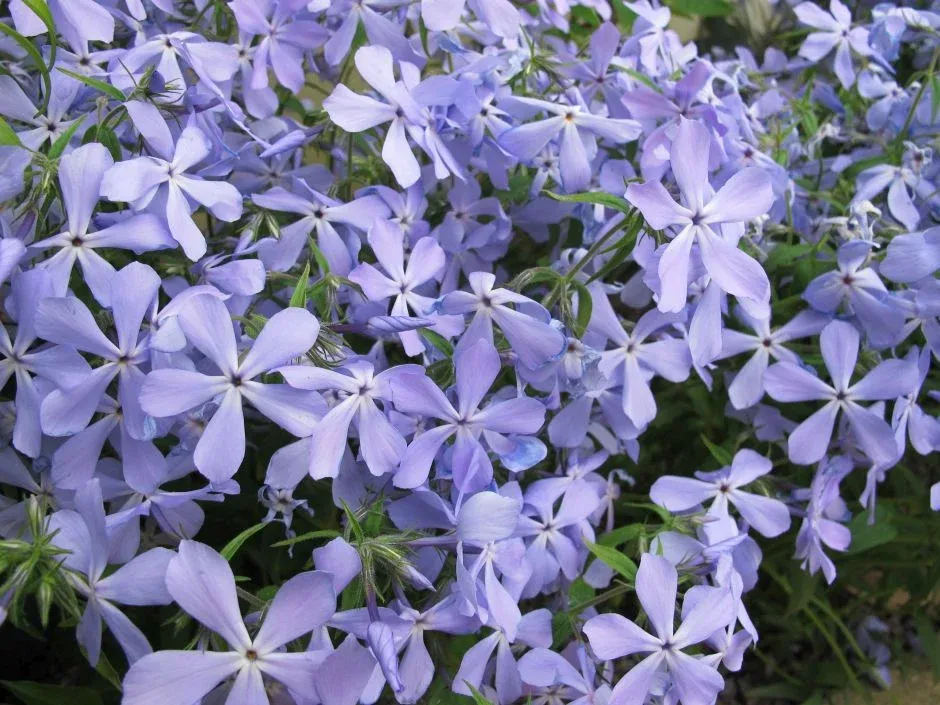 'Clouds of Perfume' Floks kanadyjski Phlox divaricata