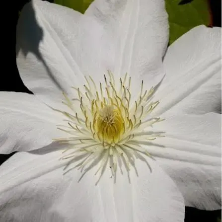 'Jan Paweł II' Powojnik Clematis