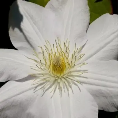 'Jan Paweł II' Powojnik Clematis