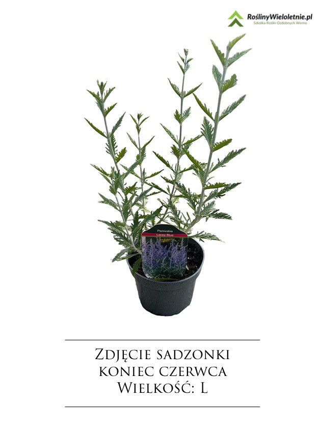'Prime Time' Perowskia łobodolistna Perovskia atriplicifolia