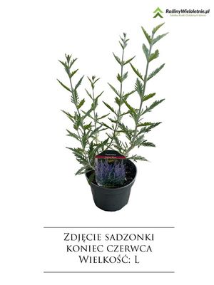 'Prime Time' Perowskia łobodolistna Perovskia atriplicifolia