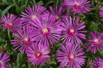 'Early Bird™ Purple' Słonecznica fioletowa Delosperma