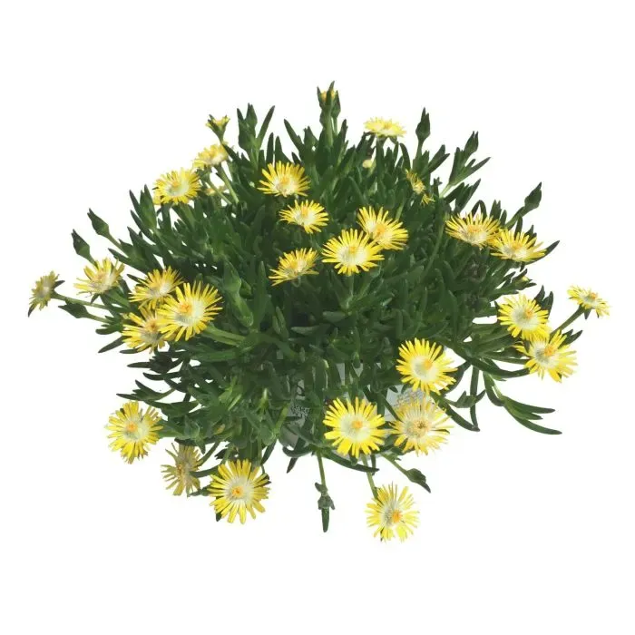 'Royal Ranger Yellow' Słonecznica żółta Delosperma