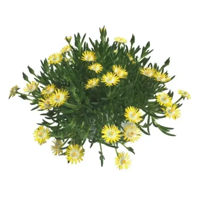 'Royal Ranger Yellow' Słonecznica żółta Delosperma