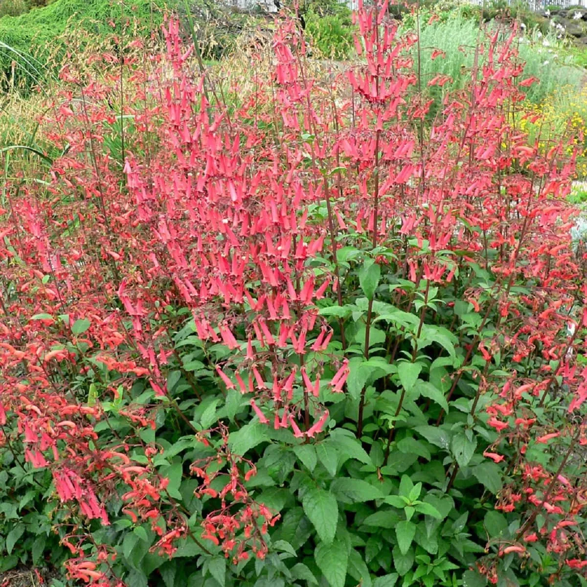 'Cherry Ripe' Fuksja przylądkowa Phygelius