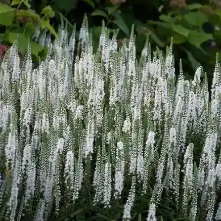 'Magic Show® White Wands'' Przetacznik Veronica