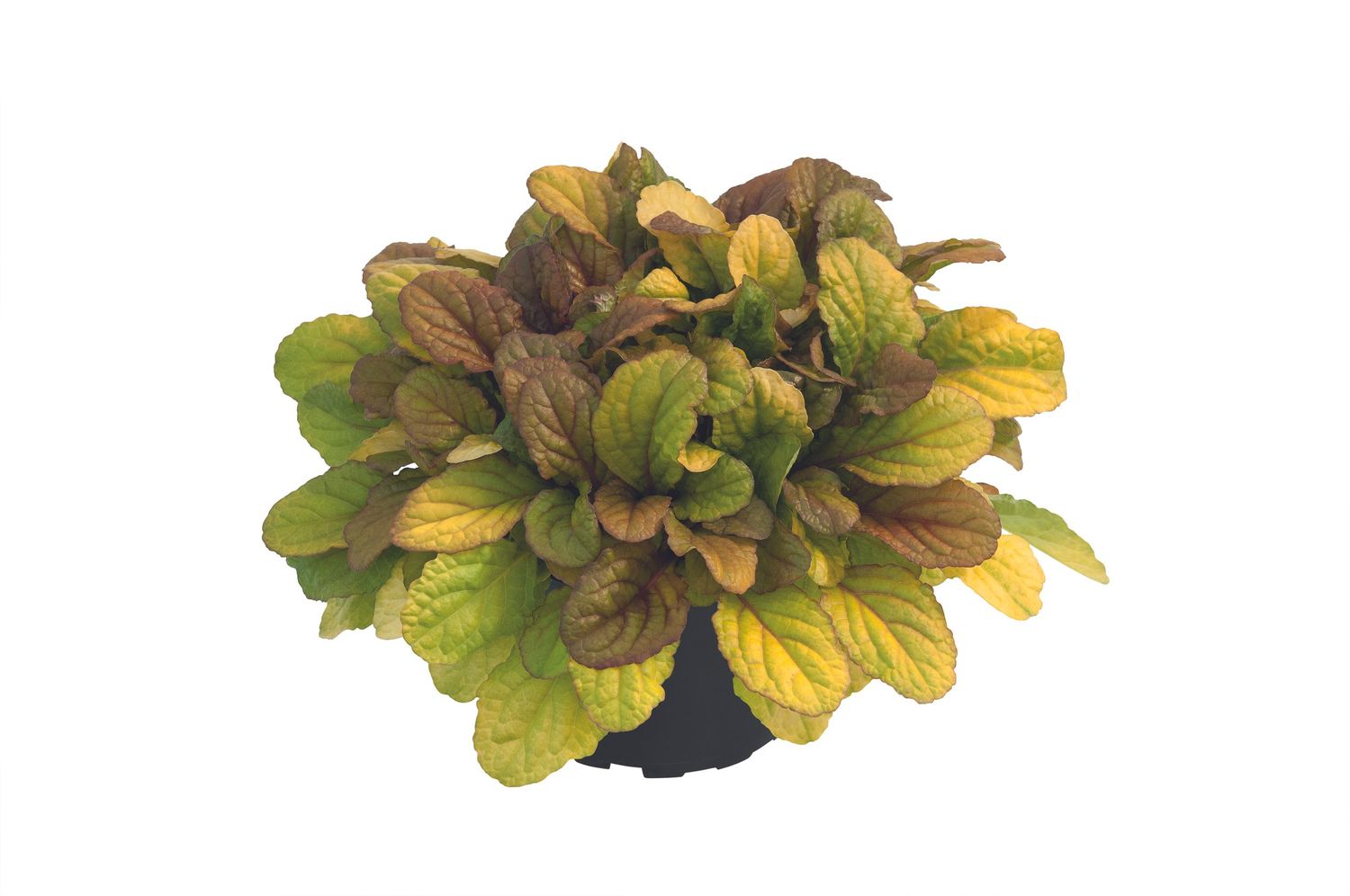 'Best Buddies Carmel' Dąbrówka Ajuga