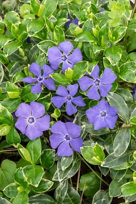 'Variegata' Barwinek większy Vinca minor