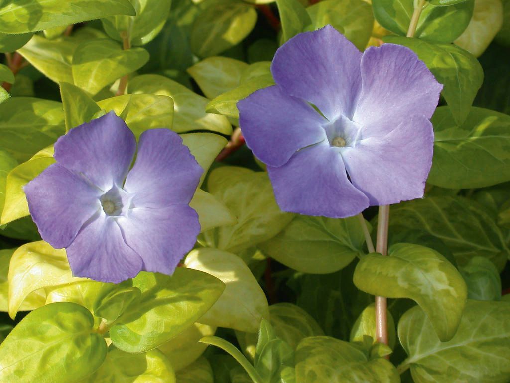 'Reticulata' Barwinek większy Vinca minor