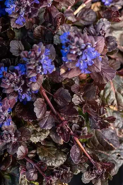 'Black Scallop' Dąbrówka Ajuga