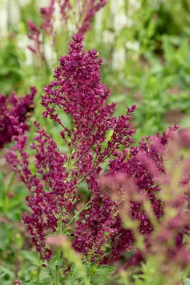 'Schwellenburg' Szałwia omszona Salvia nemorosa