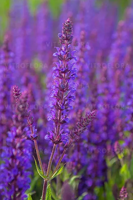 'Night Field' Szałwia omszona Salvia nemorosa