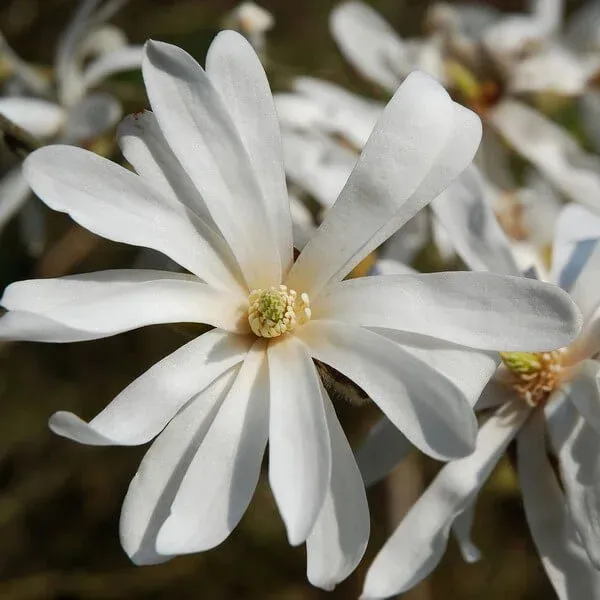 'Royal Star' Magnolia gwiaździsta Magnolia stellata